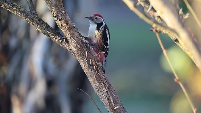 Pic mar  - Marc Ovyn