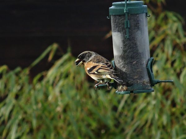 Pinson du Nord  - Christiane Couëron
