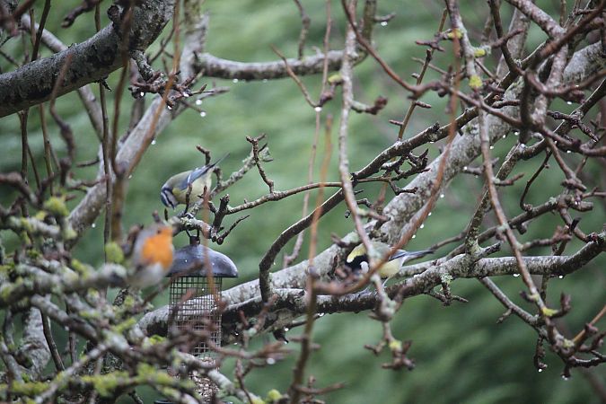 Mésange bleue  - Bruno Cauquil