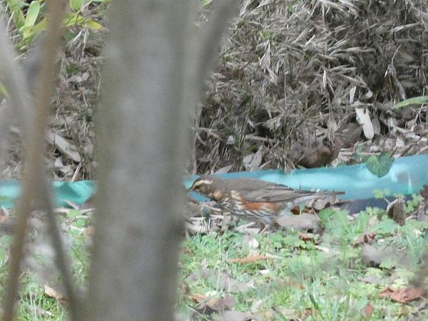 Grive mauvis  - Florentin Naudi