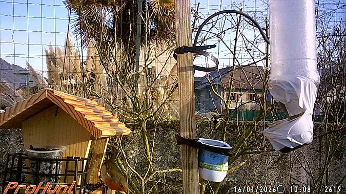 Rougegorge familier  - Frere Baptiste