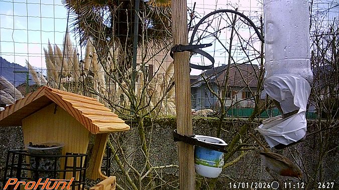Rougegorge familier  - Frere Baptiste
