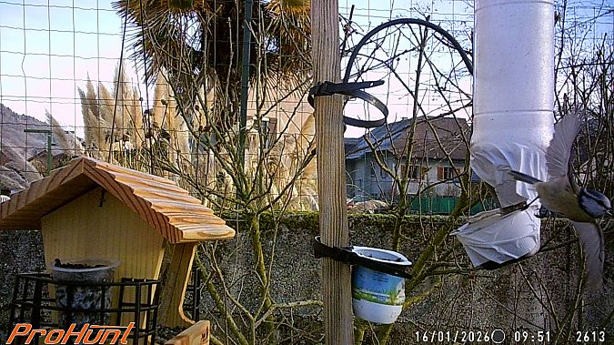 Mésange bleue  - Frere Baptiste