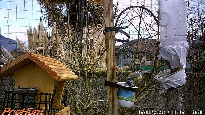 Mésange bleue  - Frere Baptiste