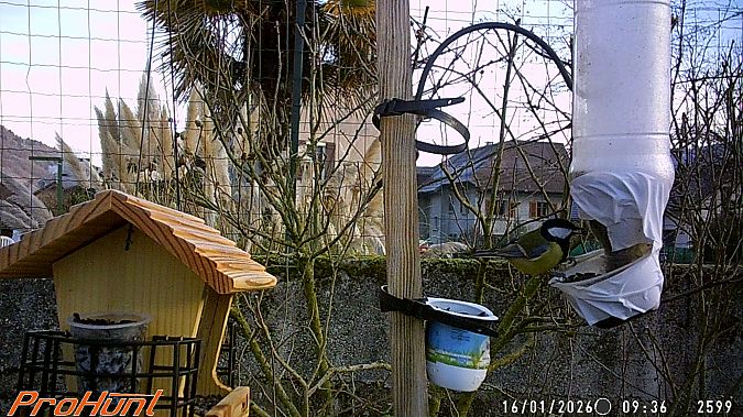 Mésange charbonnière  - Frere Baptiste