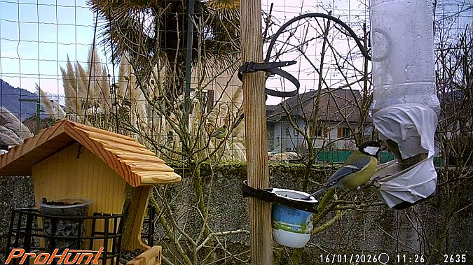 Mésange charbonnière  - Frere Baptiste