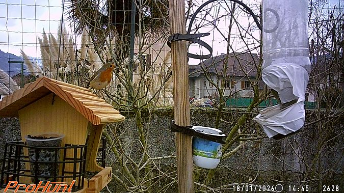 Rougegorge familier  - Frere Baptiste
