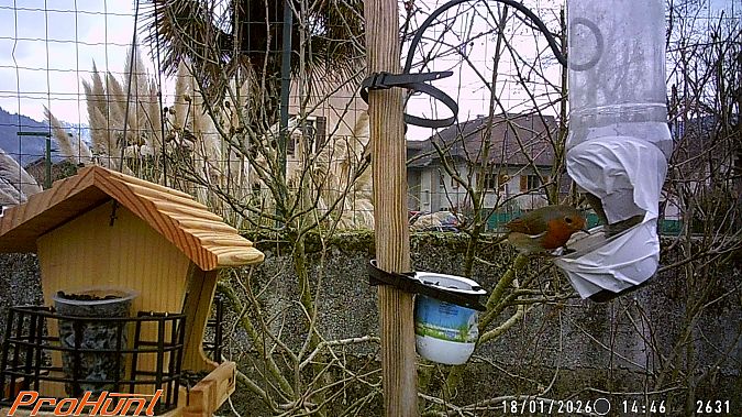 Rougegorge familier  - Frere Baptiste