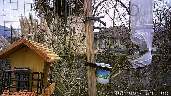 Mésange bleue  - Frere Baptiste