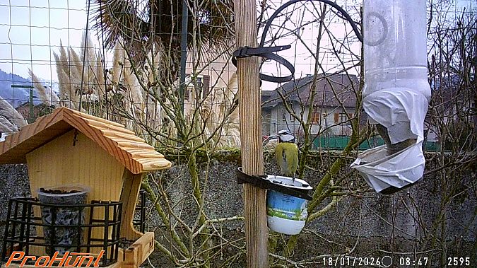 Mésange bleue  - Frere Baptiste