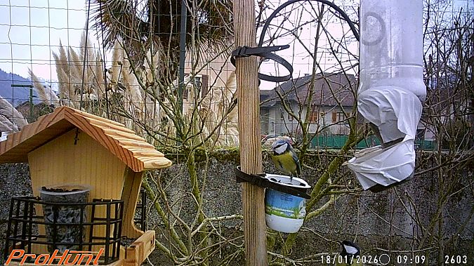 Mésange bleue  - Frere Baptiste