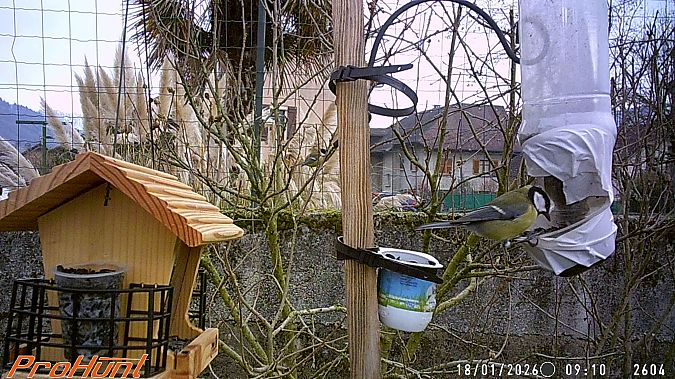 Mésange charbonnière  - Frere Baptiste