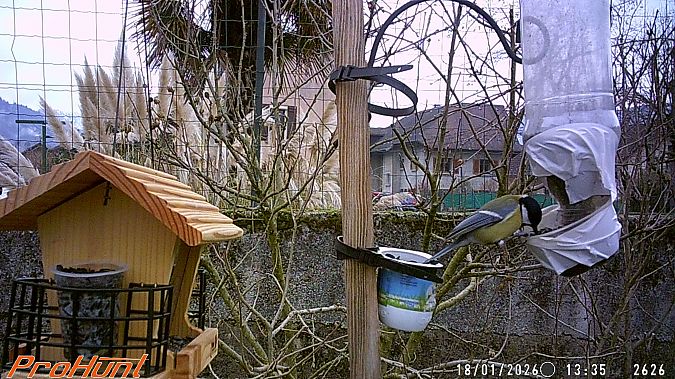 Mésange charbonnière  - Frere Baptiste