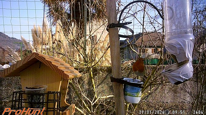 Rougegorge familier  - Frere Baptiste