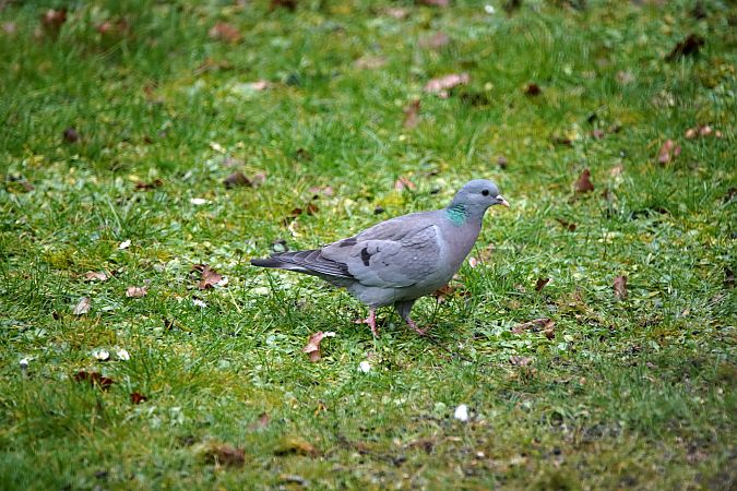 Pigeon colombin  - Olivier Finet