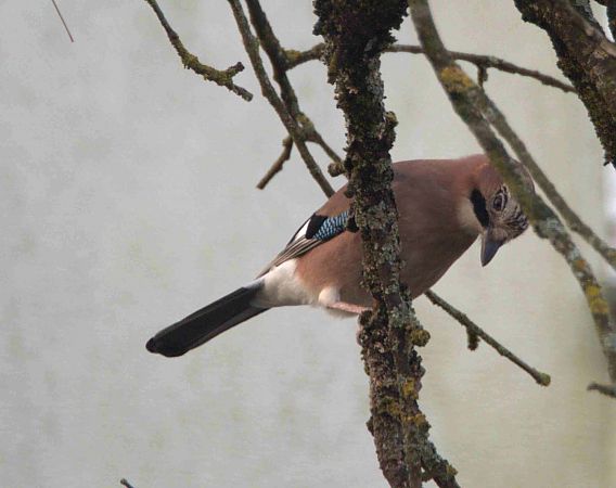 Geai des chênes  - Annie Plumere