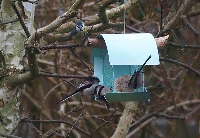 Mésange à longue queue  - Annie Plumere