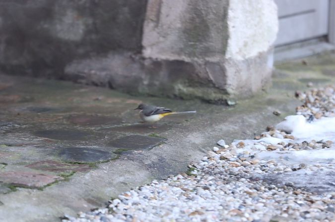 Bergeronnette des ruisseaux 