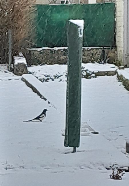 Pie bavarde  - Lise Kieffer