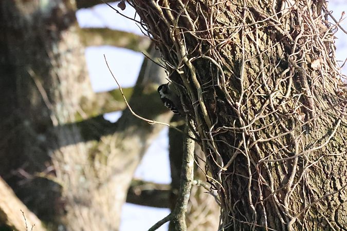 Pic épeichette  - Sarah Sarg