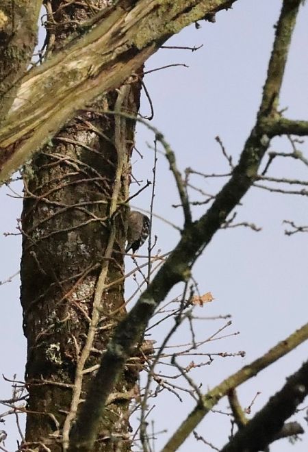 Pic épeichette  - Sarah Sarg