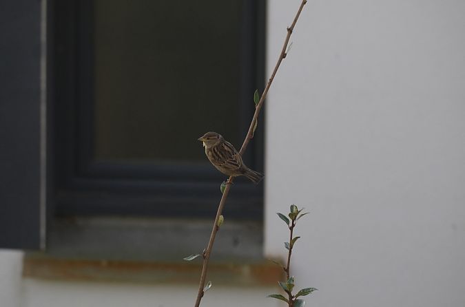 Moineau domestique  - Kim Lee