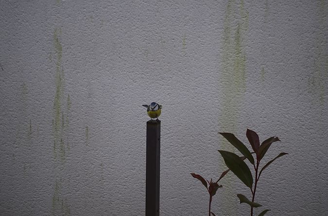 Mésange bleue  - Kim Lee