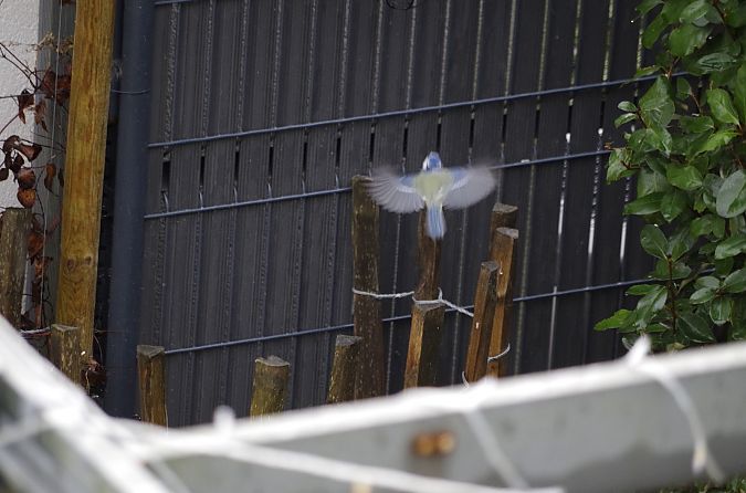 Mésange bleue  - Kim Lee