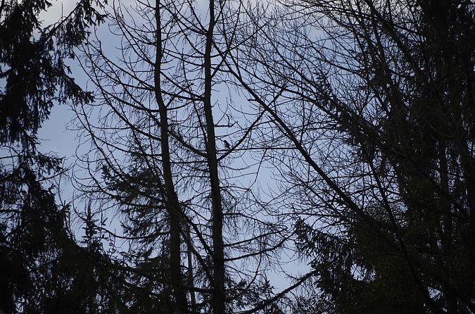 Pie bavarde  - Kim Lee