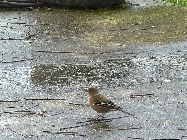Pinson des arbres  - Christine Monvoisin