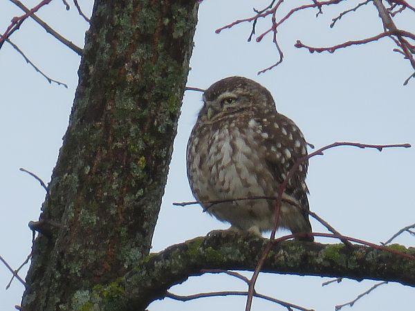 Chevêche d'Athéna  - Sandrine Borne