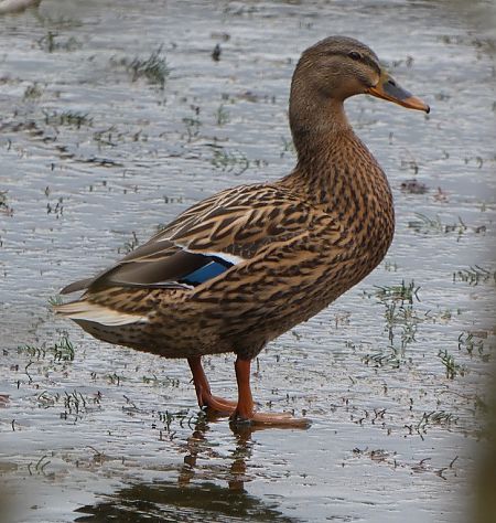 Canard colvert  - Magali Hivert