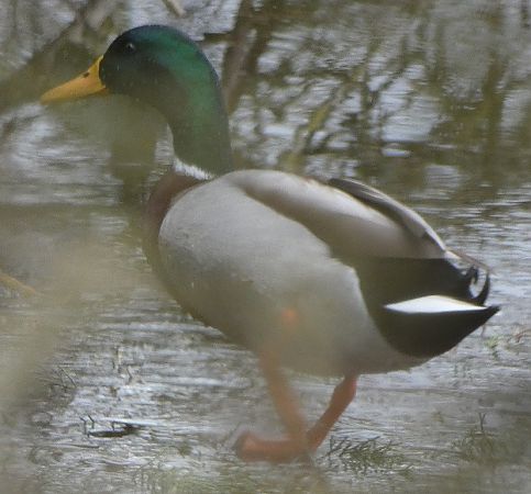 Canard colvert  - Magali Hivert