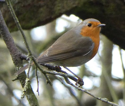 Rougegorge familier  - Magali Hivert