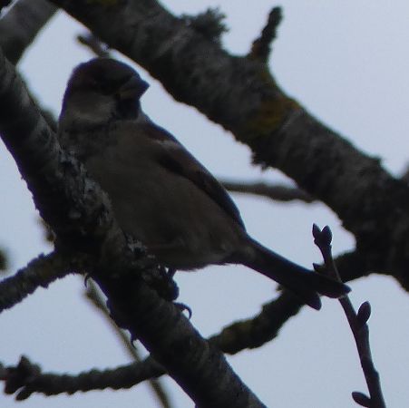 Moineau domestique  - Magali Hivert