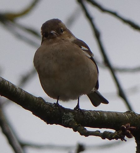 Pinson des arbres  - Magali Hivert