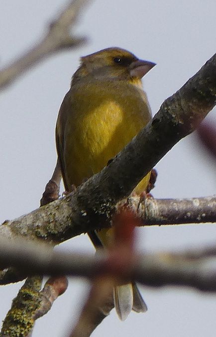 Verdier d'Europe  - Magali Hivert