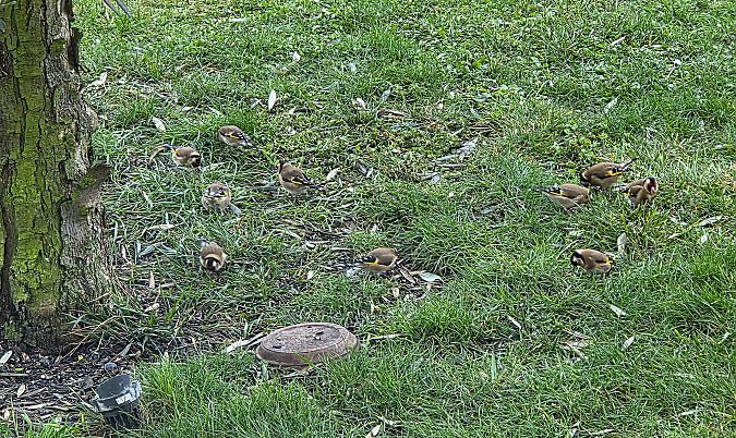 Chardonneret élégant 