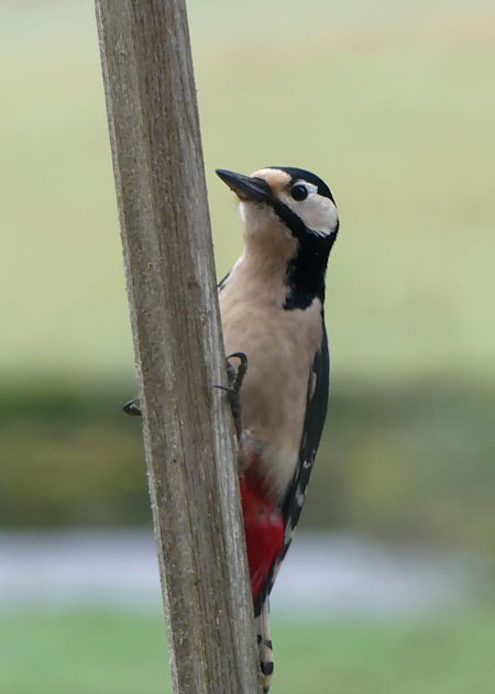 Pic épeiche  - Jacques Quinet