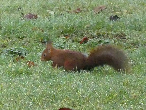 Ecureuil roux  - Jacques Quinet