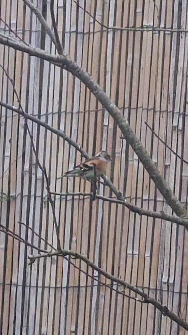 Pinson du Nord  - Marine Tumelaire