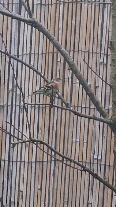 Pinson du Nord  - Marine Tumelaire