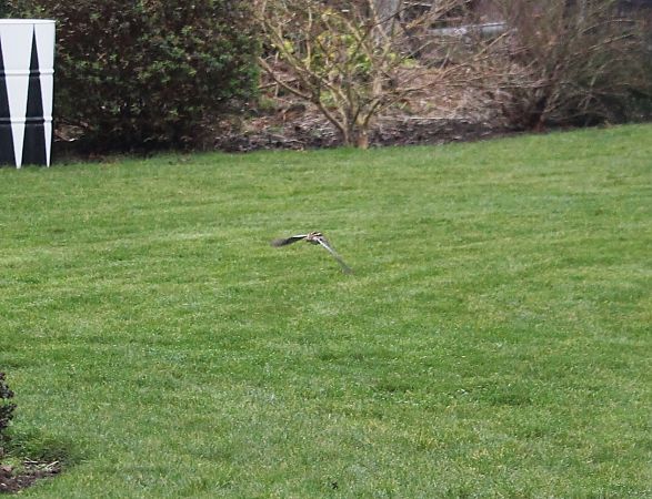 Bécassine des marais  - Jean-Louis Martiaux