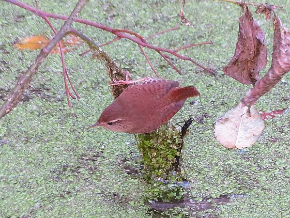 Troglodyte mignon  - Nadine Percheron