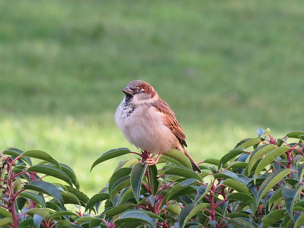 Moineau domestique  - Nadine Percheron