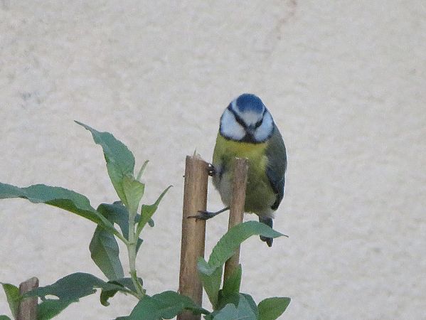 Mésange bleue  - Nadine Percheron