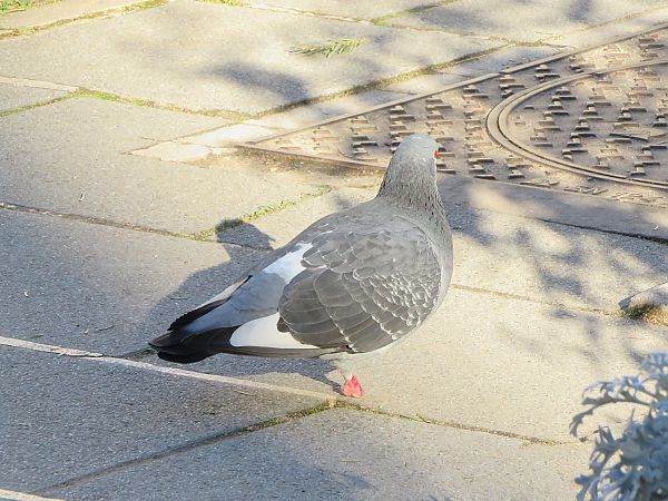 Pigeon biset domestique  - Nadine Percheron