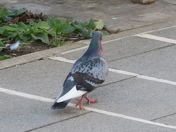 Pigeon biset domestique  - Nadine Percheron
