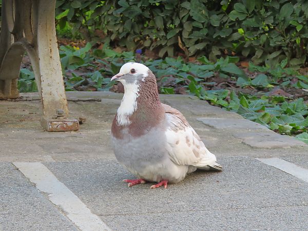 Pigeon biset domestique  - Nadine Percheron