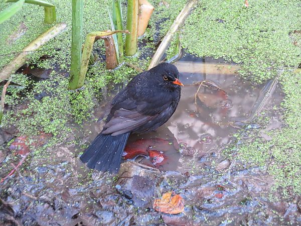 Merle noir  - Nadine Percheron